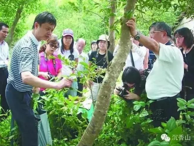 央視十臺(tái) 帶您走進(jìn)沉香山了解山中“鉆石”